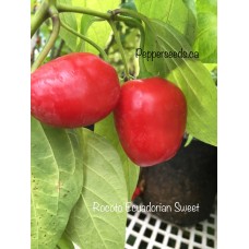 Rocoto Ecuadorian Sweet Pepper Seeds 