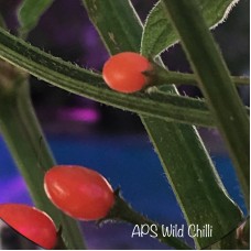 APS Wild Chilli Pepper Seeds 