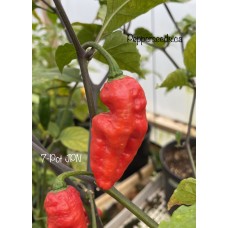 7-Pot JPN Red Pepper Seeds 