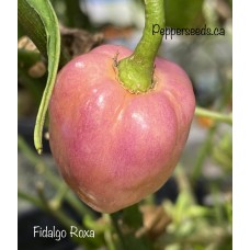 Fidalgo Roxa Pepper Seeds