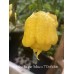 Carolina Reaper Yellow x 7 Pot White Pepper Seeds 