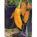 Orange Ribbon Pepper Seeds 