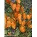 Bombay Morich Orange Pepper Seeds 