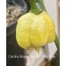 Carolina Reaper Yellow x 7 Pot White Pepper Seeds 