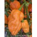 Bombay Morich Orange Pepper Seeds 