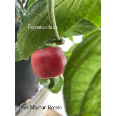 Giant Mexican Rocoto Pepper Seeds