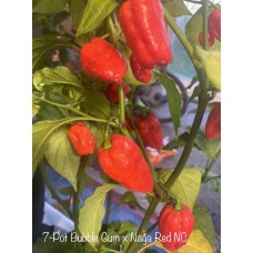 7-Pot Bubble Gum x Naga Red NC Pepper Seeds 