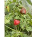 APS Aji Strawberry Drop Pepper Seeds 