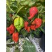 Fatalii x 7-Pot Brain Strain Pepper Seeds 