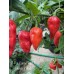 7-Pot Congo Red X Butch T Red Pepper Seeds 