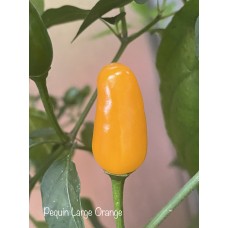 Pequin Large Orange Pepper Seeds 