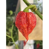 Beast Red Pepper Seeds 