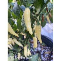 APS White Hot Finger Pepper Seeds 