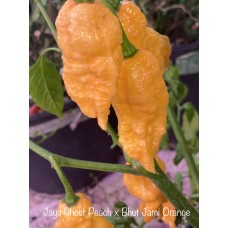 Jays Ghost Peach x Bhut Jami Orange Pepper Seeds
