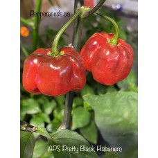 APS Pretty Black Habanero Pepper Seeds 