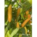 APS Aji Yellow Orange Pepper Seeds 