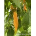 APS Aji Yellow Orange Pepper Seeds 