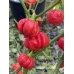 CGN 21500 x Trinidad Scorpion Moruga Red Pepper Seeds 