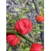 CGN 21500 x Trinidad Scorpion Moruga Red Pepper Seeds 