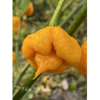7-Pot 7DX Yellow Pepper Seeds 