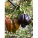 APS Purple 7-Pot Cross Pepper Seeds 