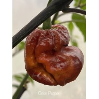 Orion Pepper Seeds 