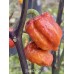 Orion Pepper Seeds 