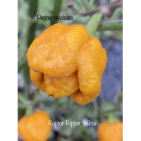 Raptor Ripper Yellow Pepper Seeds 