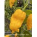 Gage’s Giant Ghost Scorpion Yellow Pepper Seeds 