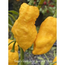 Gage’s Giant Ghost Scorpion Yellow Pepper Seeds 