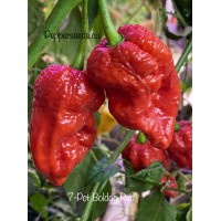 7-Pot Boldog Red Pepper Seeds 