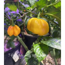 7-Pot White x Big Yellow Mama Pepper Seeds 