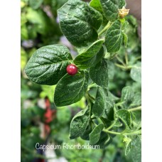 Capsicum Rhomboideum Wild Pepper Seeds 