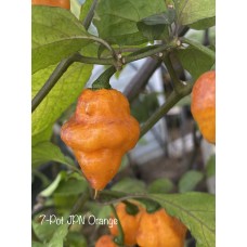 7-Pot JPN Orange Pepper Seeds 