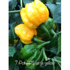 7-Pot APS large yellow Pepper Seeds 