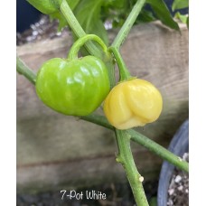 7-Pot White Pepper Seeds
