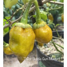 7-Pot Bubble Gum Mustard Pepper Seeds 
