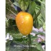 Miniature Rocoto Orange Pepper Seeds