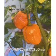 7-Pot Bubble Gum x SRTSL Orange Pepper Seeds 
