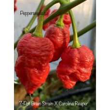 7-Pot Brain Strain X Carolina Reaper Pepper Seeds