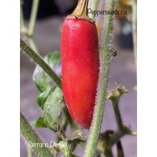 Serrano De Sol Pepper Seeds 