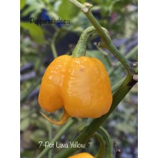 7-Pot Lava Yellow Pepper Seeds 