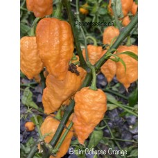 Brain Collapse Orange Pepper Seeds 