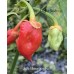 Jes's Morangum Red Pepper Seeds 