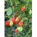 Jes's Morangum Red Pepper Seeds 