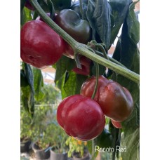 Rocoto Red
