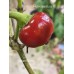 Iranian Cherry pepper Seeds 