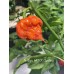 Antillais 14.5 X Carolina Reaper Pepper Seeds 