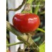 Iranian Cherry pepper Seeds 