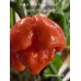 Pepper XXX Red x Trinidad Scorpion Moruga Red Pepper Seeds 